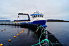 Emilsen Fisk er en av bedriftene i Nærøysund som tilhører Sjømatbedriftene.