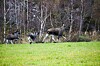 To jegere blir anmeldt etter ulovlig transport av våpen.