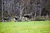 To jegere blir anmeldt etter ulovlig transport av våpen.