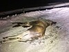 Politiet mottar mange meldinger om viltpåkjørsler.