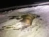Politiet mottar mange meldinger om viltpåkjørsler.