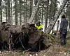 Dagen startet med rydding i rotvelt.