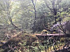 Gammel skog med liggende død gran i Horsbergvatnet naturreservat.