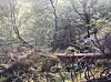 Gammel skog med liggende død gran i Horsbergvatnet naturreservat.