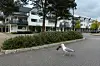 Vi fant ingen fugl som ville stille opp med solbriller i nebbet. Derfor lot vi KI gjøre jobben. Foto
