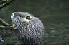 Illustrasjonsbilde, bever