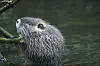 Illustrasjonsbilde, bever