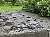 Det er påvist fugleinfluensa også i vårt distrikt.