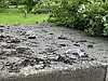 Det er påvist fugleinfluensa også i vårt distrikt.