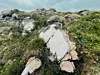 Utvalg for næring og natur skal blant annet ta opp statsforvalterens spørsmål om støtte til å starte en utredning av Borgan og Frelsøya til nasjonalpark.