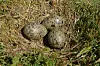 Måkeegg.