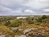 Illustrasjonsbilde kystlynghei.