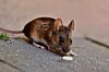 Rentokil har vært på et rutinebesøk i flere bygninger i Leka kommune.