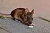 Rentokil har vært på et rutinebesøk i flere bygninger i Leka kommune.