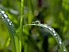 Bonden og gresset setter nok pris på litt regn igjen.