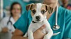 Veterinærene har bedt om en dobling av tilskuddet. Foto: Bilde laget av kunstig intelligens
