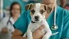 Veterinærene har bedt om en dobling av tilskuddet. Foto: Bilde laget av kunstig intelligens
