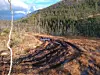 Det er tydelig spor i myra etter bruk av ATV.