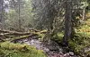 Gammel skog i det foreslåtte verneområdet Horsbergvatnet.