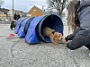 Valpen Nellie på tur gjennom tunnelen med god hjelp av Ellinor Bruseth Hvalstad og Kjersti Hvalstad.