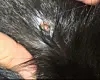 Bildet viser skuddskadene til katten familiekatten Rufus