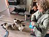 Per nå er det en familie på 12 katter som Bryggekattene tar hånd om.