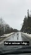 Det er reinflokker i distriktet nå. Lensmannskontoret i Nærøy og Vikna oppfordrer hundeeierne til å ha kontroll på hunden.