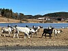 Reinsflytteleia går via Horvereid.