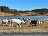 Reinsflytteleia går via Horvereid.