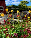 Leserbilde: I følge gammel overtro skulle man på Sankthansaften plukke 7 ulike blomster og legge dem under hodeputen.