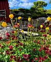 Leserbilde: I følge gammel overtro skulle man på Sankthansaften plukke 7 ulike blomster og legge dem under hodeputen.