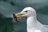 Illustrasjonsfoto