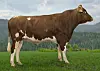 Eliteoksen 12342 NR Nordbo-ET av rasen Norsk Rødt Fe havnet på topp 20-lista, eier Ivar Anton Svendsen.