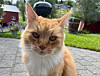 Ikke la deg narre av Leos søte ytre – denne katten er en ekte kjeltring.