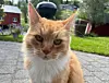 Ikke la deg narre av Leos søte ytre – denne katten er en ekte kjeltring.
