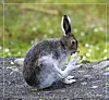 Hare fra Tunnsjøen.