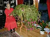 Gunda Alsli fikk en avlegger av planten i 1940. Bildet av julekaktusen i blomst er fra 2003.