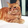 En av kattene som får hjelp gjennom Dyrebeskyttelsens omplasseringssystem.