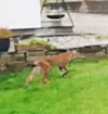 Ingen liten pusekatt dette nei...