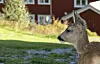 Følger med når fotografen rasler med kamera.