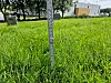 Gresset målte mellom 12 til 15 centimeter på Vestre gravlund.
