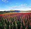 Bilde hentet fra emneknaggen #Ytringen på Instagram.