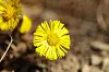 Hestehov, leirfivel, vårblomst.