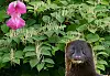 Både minken, kjempespringfrø og ikke minst den over tre meter høye parkslirekne er uønskede fremmedelementer i norsk fauna og flora.