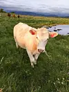 Det er fint for menneskene at søpla forsvinner. Men kanskje aller mest for dyra.