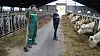 Far og datter Måøy blant Charolais ammekyr i brukets nyeste fjøsbygning.