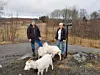 Geitedrift er ikke noe problem i Rørvik når de er utstyrte med Nofence.