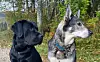 Labradoren Hektor og jämthunden Sita har vært på rømmen siden sist lørdag.