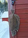 En glassvar fra Eiterfjorden blir nå forskningsobjekt i Bergen.