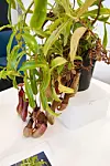 En rar plante som spiser kjøtt, altså fluer.